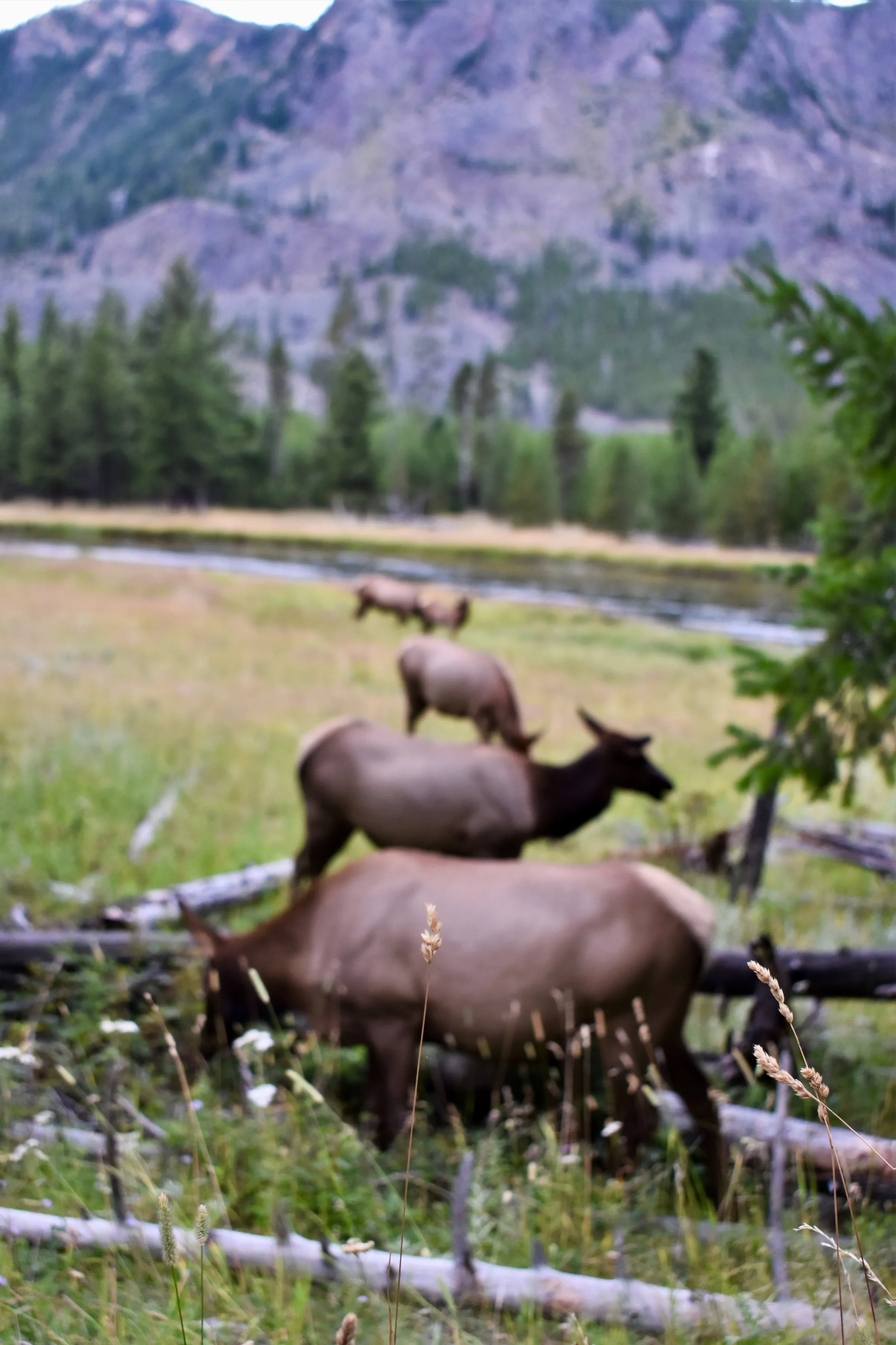 Yosemite Moose Line