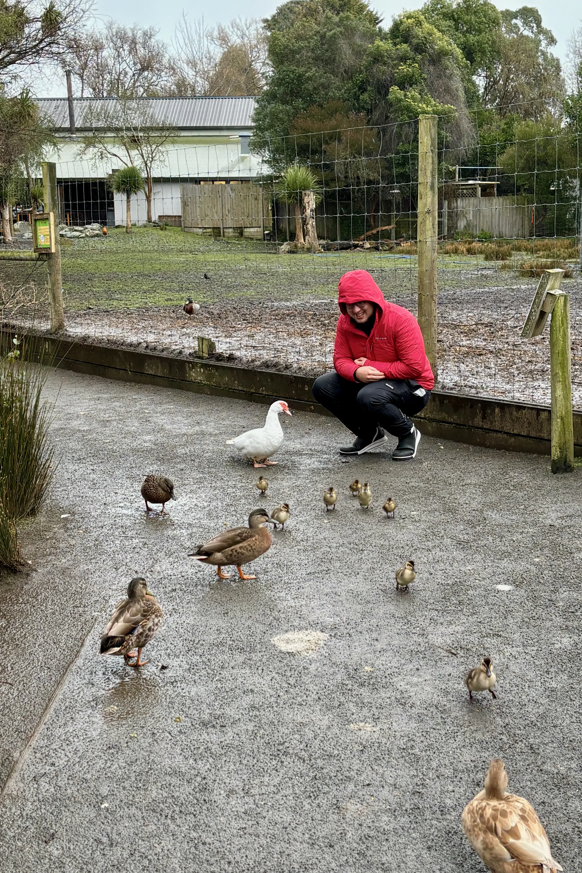 Christchurch Ducks